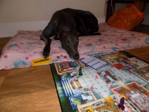 playing a board game