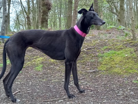 Abbie 5