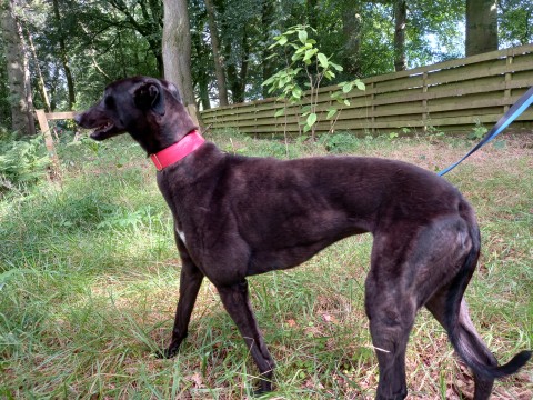 Abbie 7