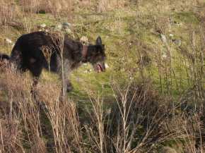 Angus 2