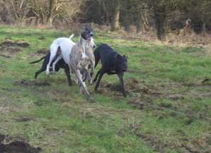 Anji Williamson and dogs