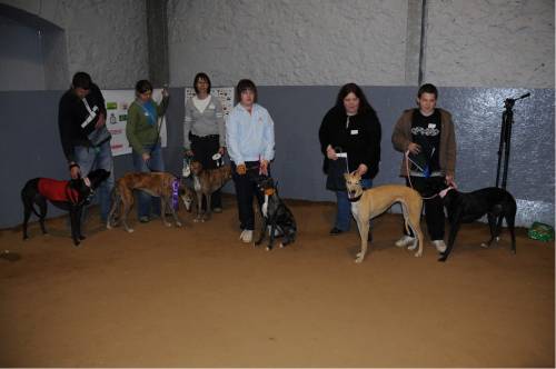 Best Female Greyhound