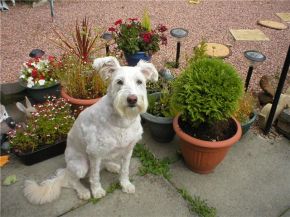 Bonnie