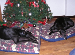 Davie and Stella 1