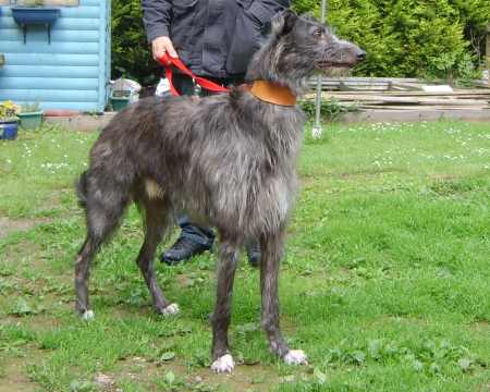 Deerhound cross greyhound puppies for sale sale