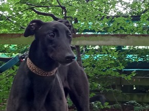 Dixie