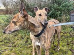 Eva and Foxy
