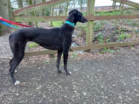 Evie 3