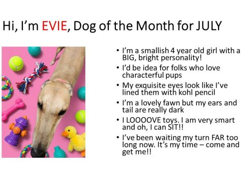 Evie 4