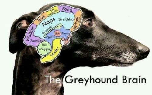 greyhound brain.