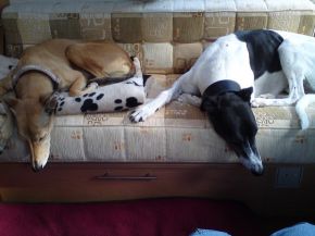 Daisy and Milly 1