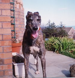 Picture of Tiggy, the greyhound who founded GRF