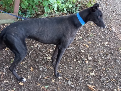Wallace 3