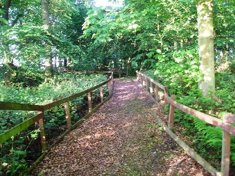 Baltree's beautiful woodland walk.